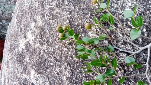 Leptolaena pauciflora image