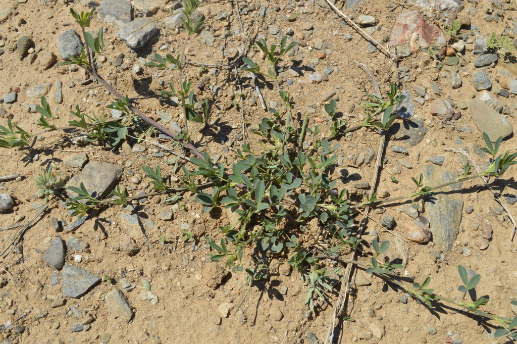 Medicago ruthenica from Buregkhangai, Mongolia on June 19, 2021 at 12: ...