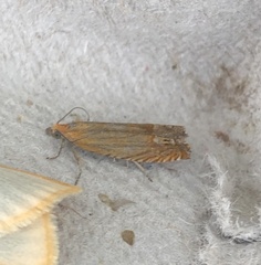 Lathronympha strigana
