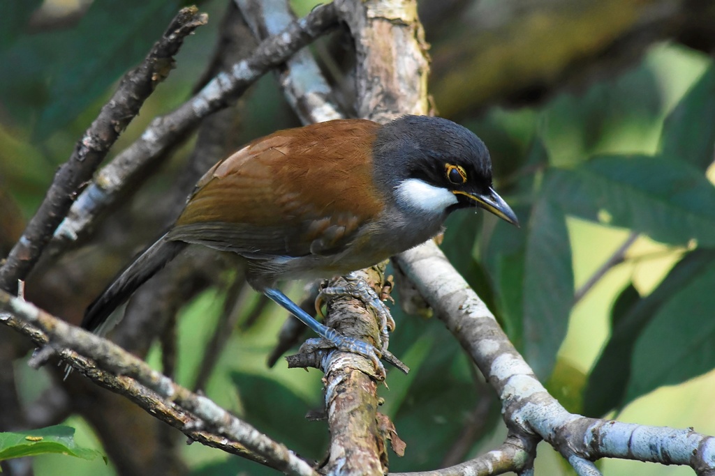 White-cheeked Laughingthrush photo