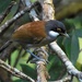 White-cheeked Laughingthrush - Photo (c) Martin Walsh, some rights reserved (CC BY-NC-ND), uploaded by Martin Walsh