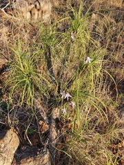 Xerophyta retinervis