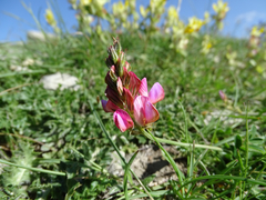 Onobrychis pyrenaica