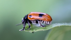 Clytra quadripunctata