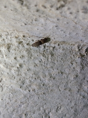 Elateridae
