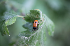 Clytra quadripunctata