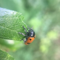 Clytra quadripunctata