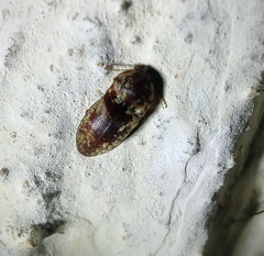 Elateridae