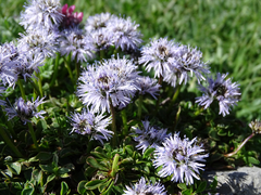 Globularia repens
