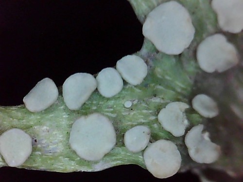 cartilage lichen