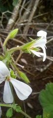 Pelargonium odoratissimum