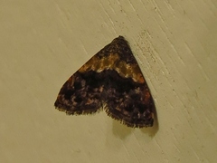 Tripudia balteata