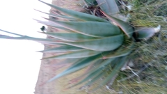 Aloe macroclada image