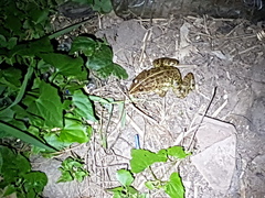 Hoplobatrachus crassus