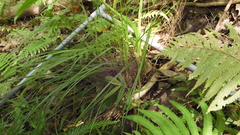 Carex brunnea
