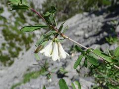 Lonicera pyrenaica