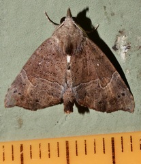 Mecistoptera lithochroa