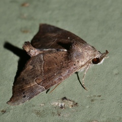 Mecistoptera lithochroa