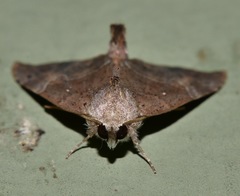 Mecistoptera lithochroa