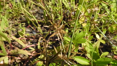 Cyperus flavidus