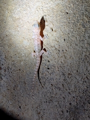 Hemidactylus parvimaculatus