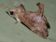 Mecistoptera lithochroa