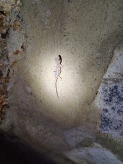 Hemidactylus parvimaculatus