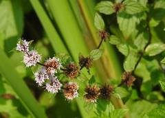 Mentha × piperita