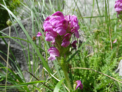 Pedicularis pyrenaica