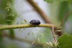 Sinodendron cylindricum