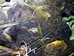 Euphlyctis hexadactyla