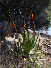 Aloe barbara-jeppeae