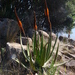 Aloe barbara-jeppeae - Photo (c) Duncan McKenzie, algunos derechos reservados (CC BY-NC), subido por Duncan McKenzie