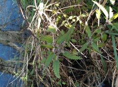 Urtica perconfusa