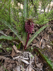 Eucomis vandermerwei