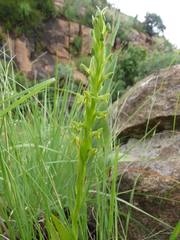 Habenaria pseudociliosa