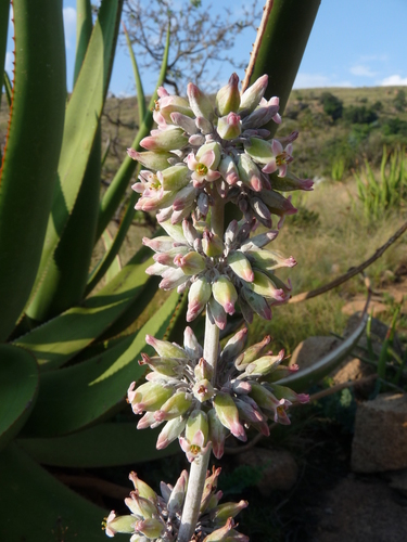 Kalanchoe luciae