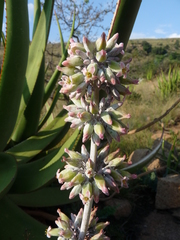 Kalanchoe luciae