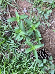 Ruellia caroliniensis