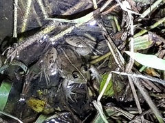 Euphlyctis hexadactyla