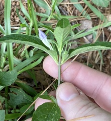 Ruellia caroliniensis