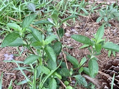 Ruellia caroliniensis