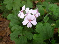 Pelargonium acraeum