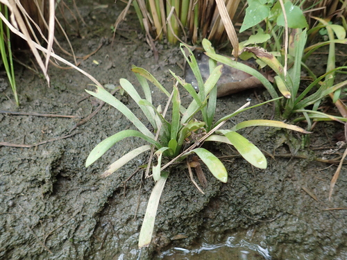Image of Sagittaria pygmaea by no rights reserved