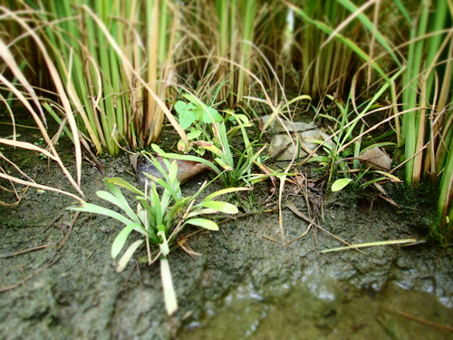 Image of Sagittaria pygmaea by no rights reserved