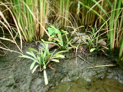 Sagittaria pygmaea