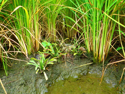 Image of Sagittaria pygmaea by no rights reserved