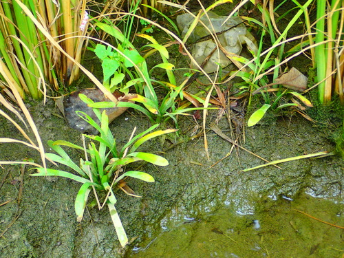 Image of Sagittaria pygmaea by no rights reserved