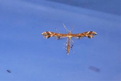 Oxyptilus parvidactyla