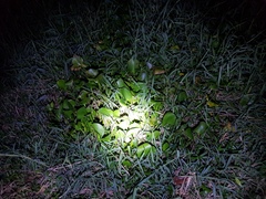 Pontederia crassipes